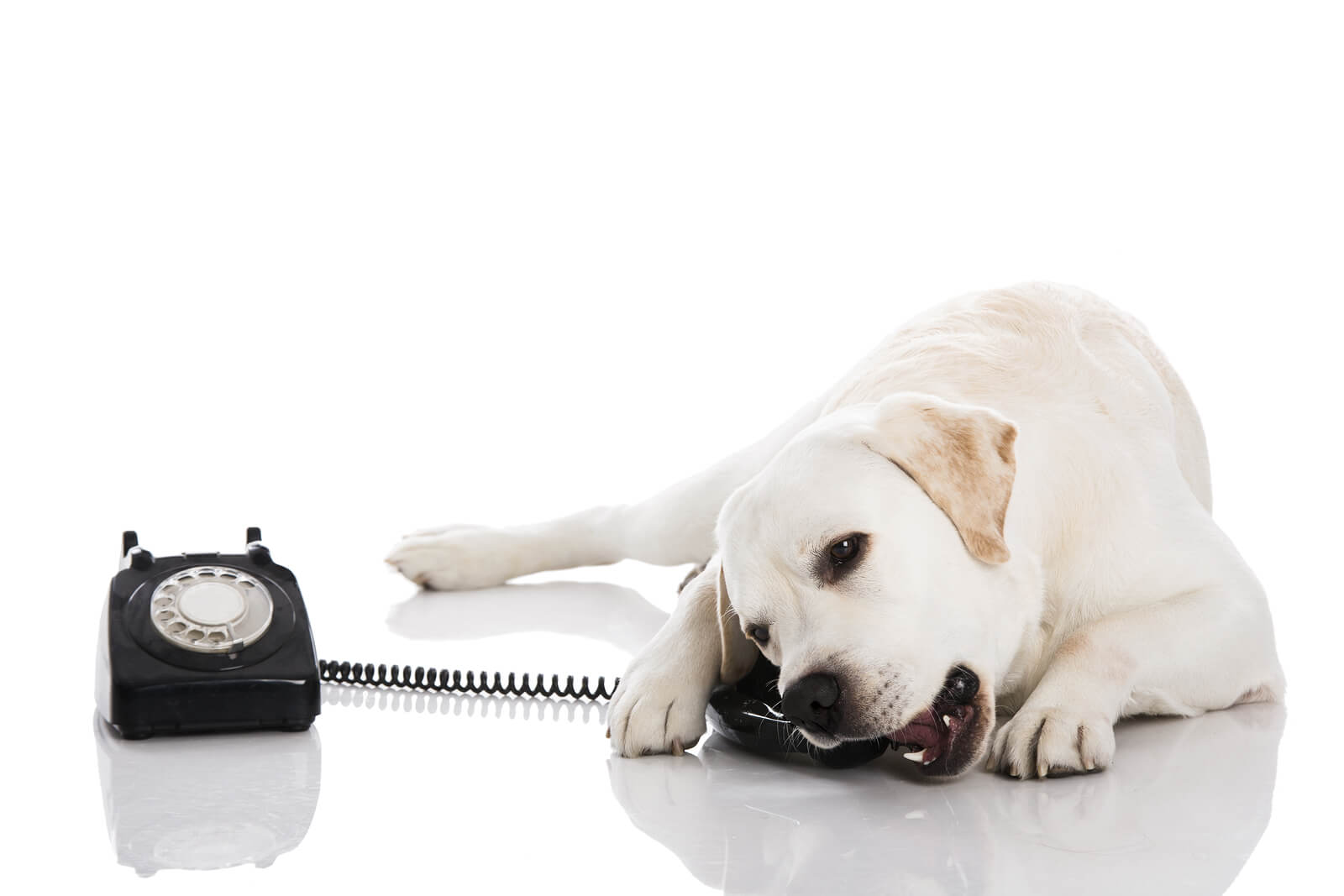 white dog biting a black telephone