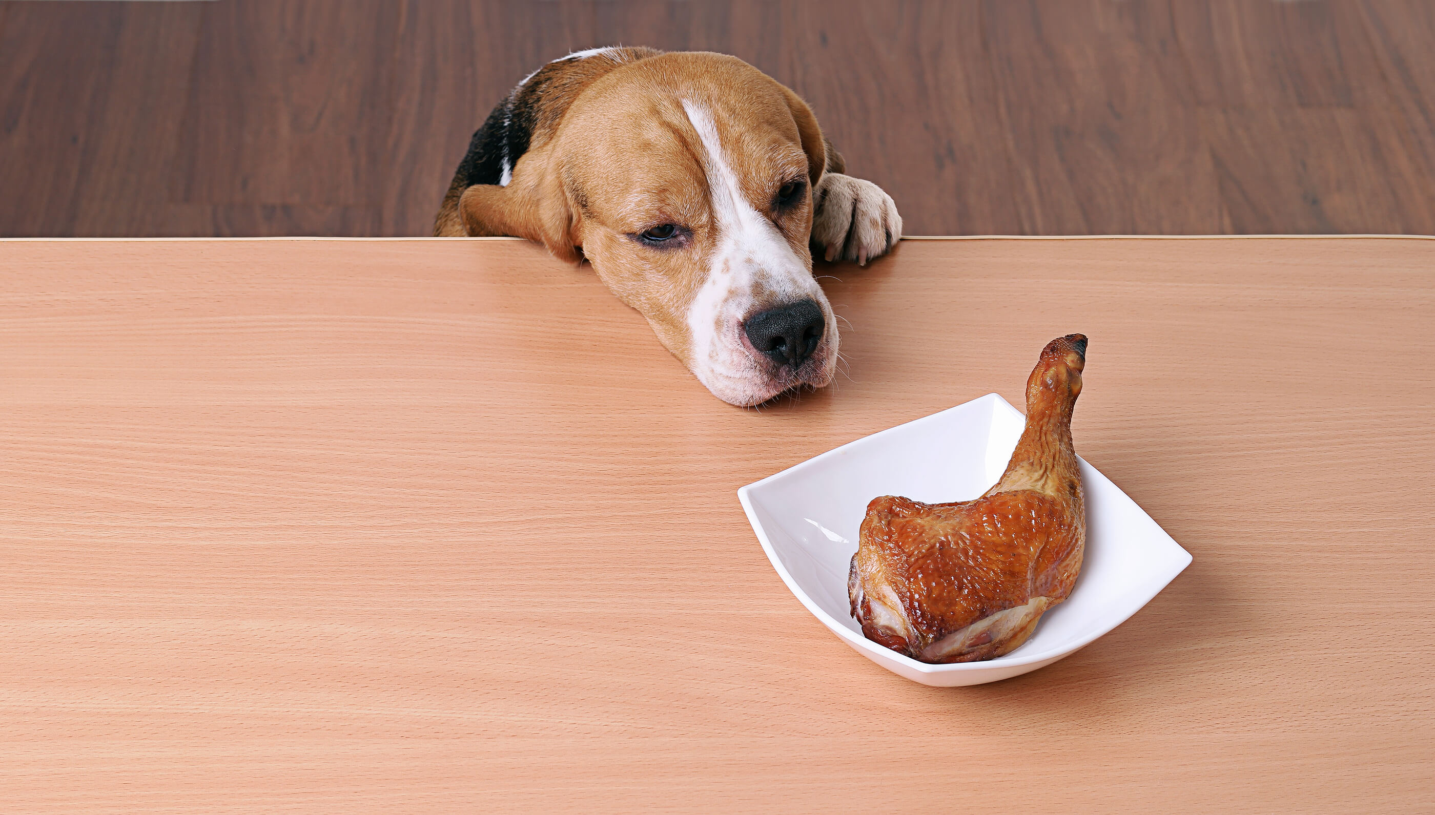 dog in front of a plate with a chicken leg on it