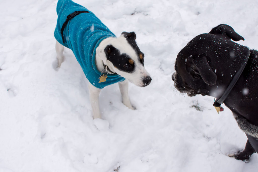 Dogs playing in the snow. one dog is wearing a sweater.