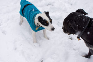 Dogs playing in the snow. one dog is wearing a sweater.