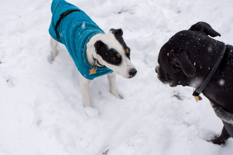 Keeping Your Dog Warm in Cold Weather All for Dogs
