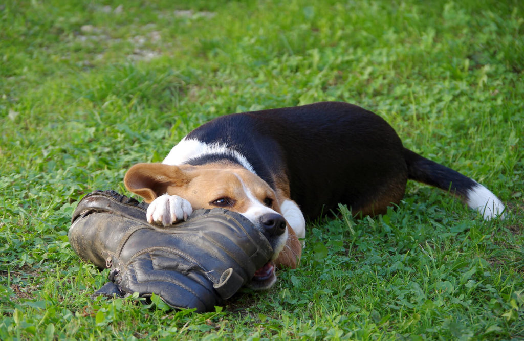 beagle chewing a shoe laying on green grass