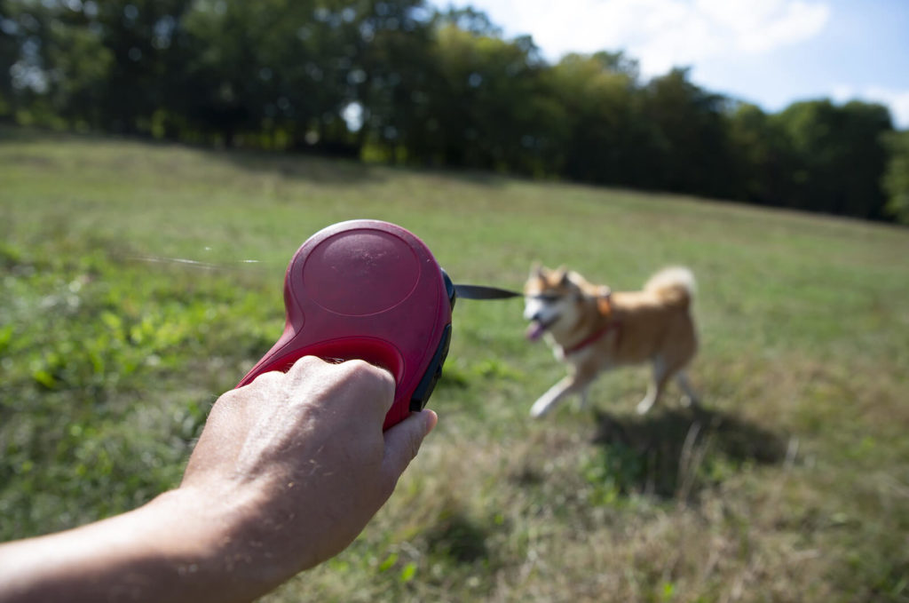holding a leash with a dog in a field