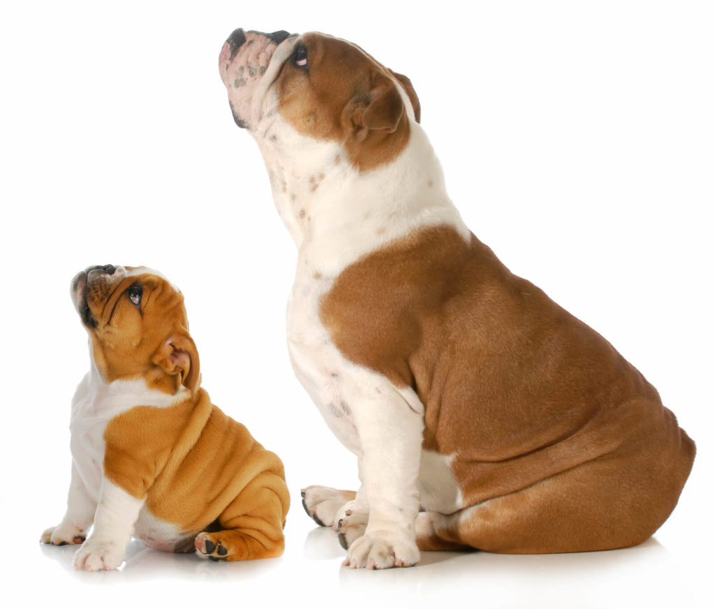 puppy and adult bulldogs sitting next to each other looking up