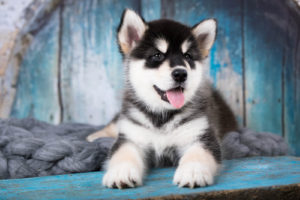 alaskan malamute puppy in a dog house