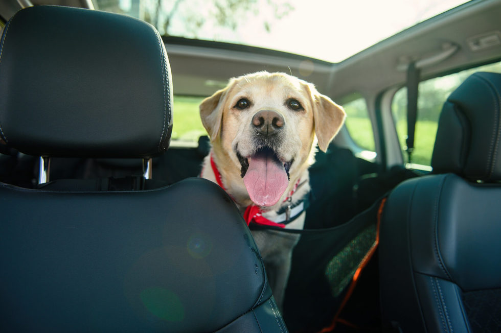 Pet Taxi All for Dogs