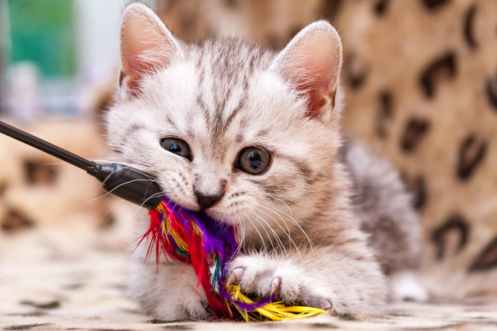 kitten biting a cat toy