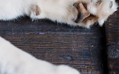 How Ice, Salt, and De-icers Affect Your Dog’s Paws