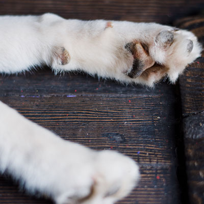 Keep your dog happy and healthy in winter!