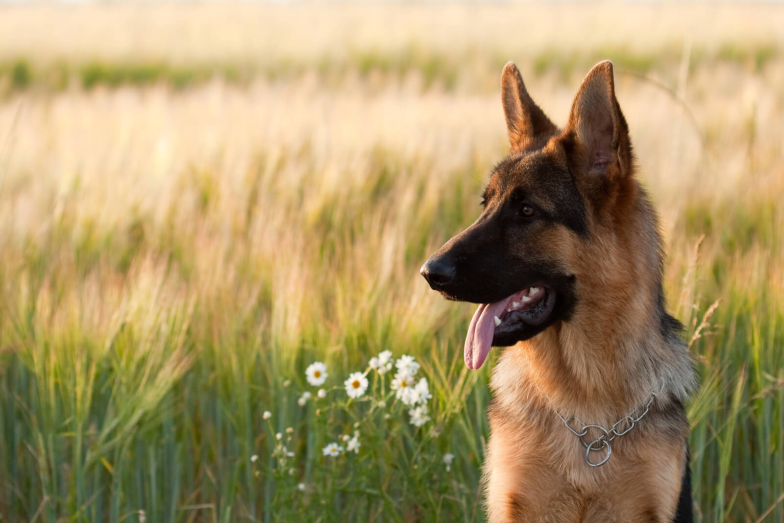 German Shepherd sitting in a field