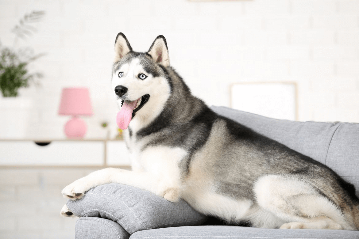 a husky sitting on a couch