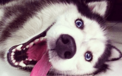 All About Huskies