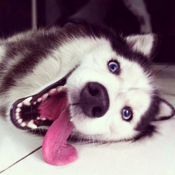 husky on the floor with tounge out