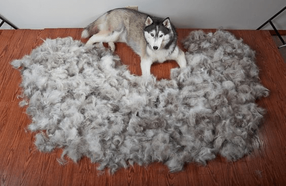 husky surrounded by loose fur