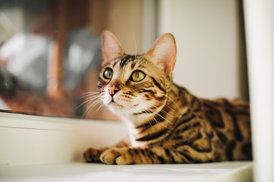 bengal cat sitting next to a window