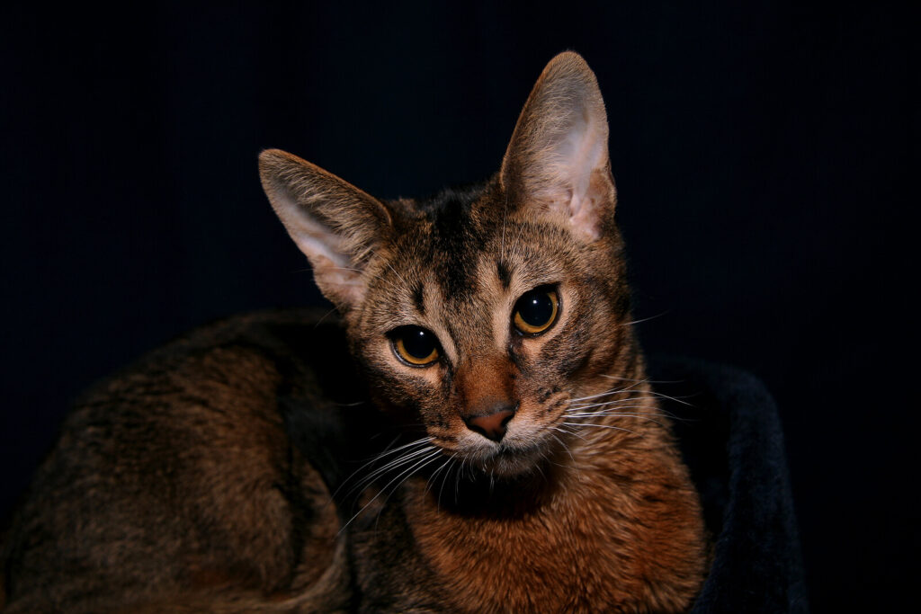 an abyssinian cat