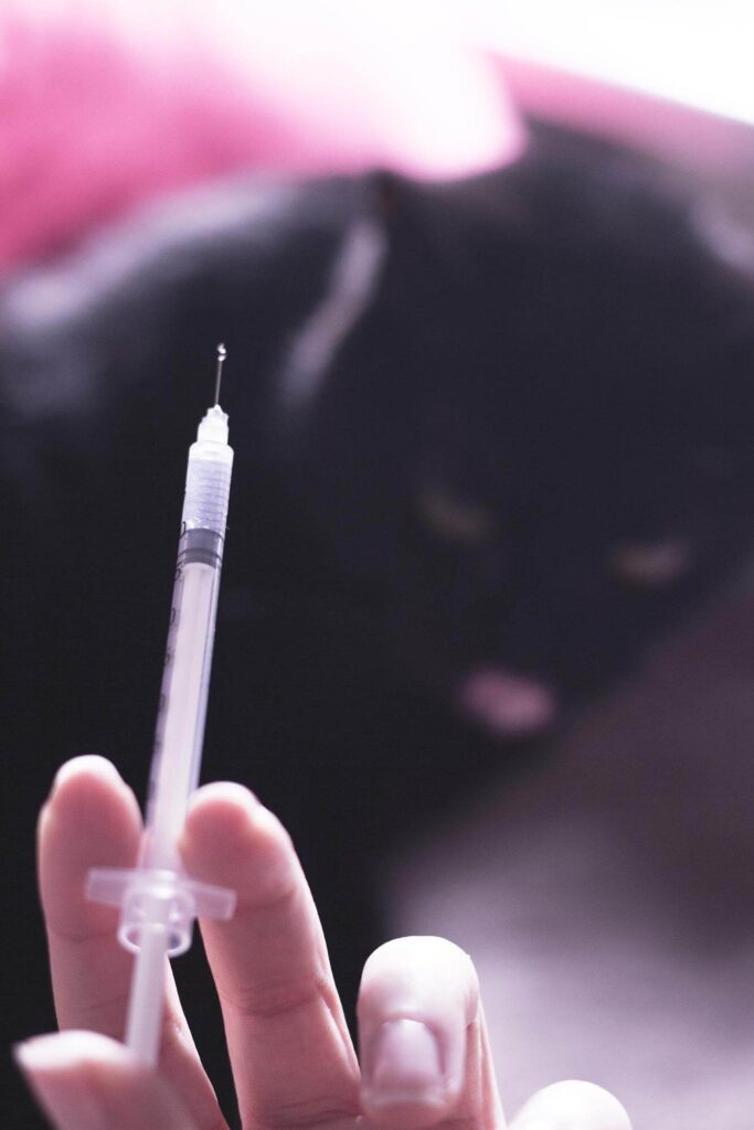 cat owner getting ready to inject insulin into a diabetic cat