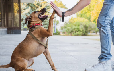 Seven Basic Commands Every Dog Should Know