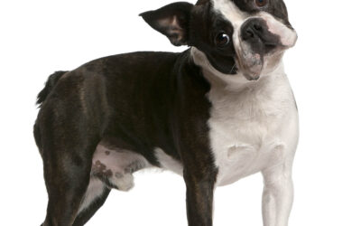 All About Boston Terriers