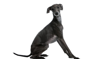All About Greyhounds