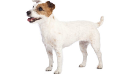 All About Jack Russell Terriers