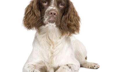 All About Springer Spaniels