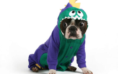 Best Dog Halloween Costumes for 2023