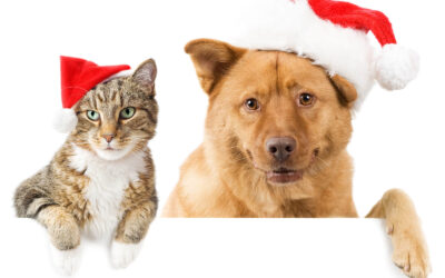 Celebrating the holidays with your pet!