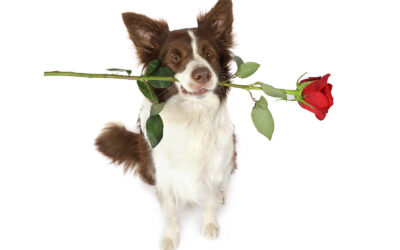 Valentine’s Day Ideas for You and Your Pup: Celebrating Love with Furry Companions