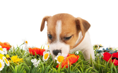 Springtime Activities with Your Dog – Fun, Safety and Grooming Tips!