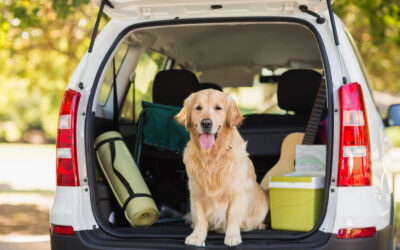 Road Trip Ready: Tips for Keeping Your Dog Happy and Healthy on the Go