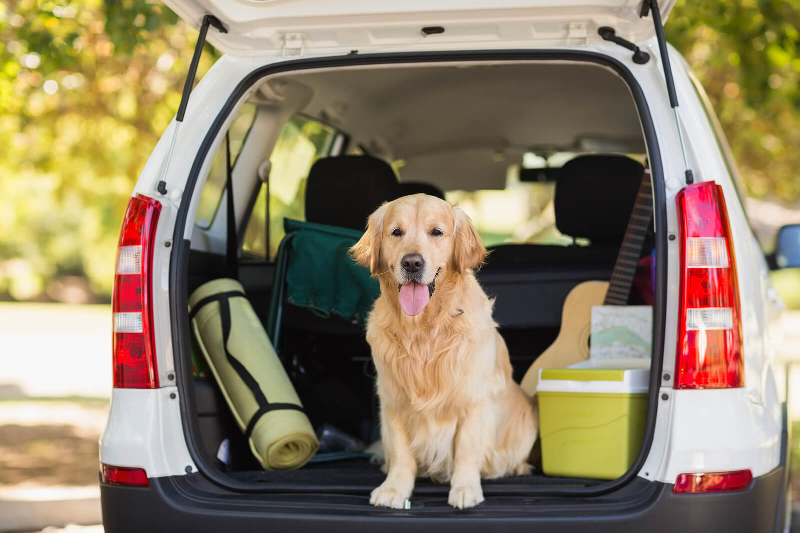Keep your dog happy and healthy in winter!