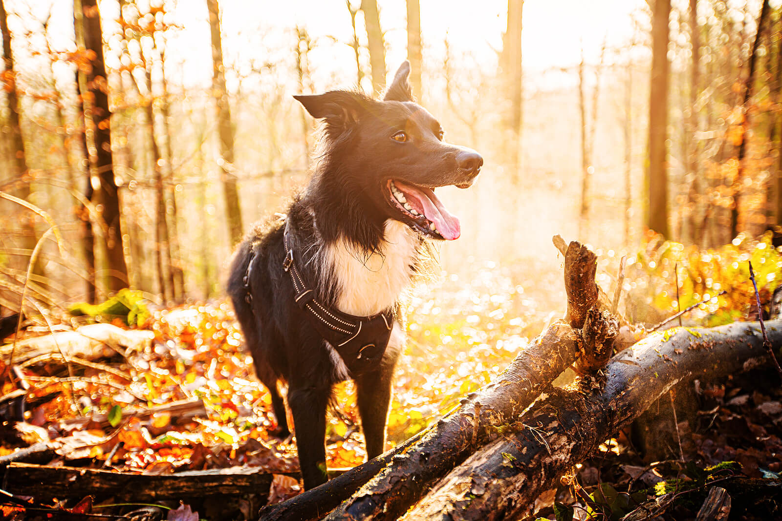 Dog Fall Hike Keep your dog happy and healthy in winter!