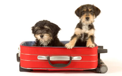 Top Ten Tips for Traveling with Your Dog: Car and Airplane Edition