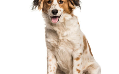 All About Mutts: Why Mixed Breed Dogs Make Wonderful Companions
