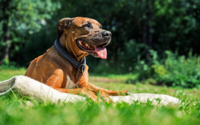Keep Your Pet Mentally Stimulated and Safe During Extreme Heat
