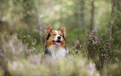 Outdoor Dog Safety: How to Prevent Tick and Mosquito Bites