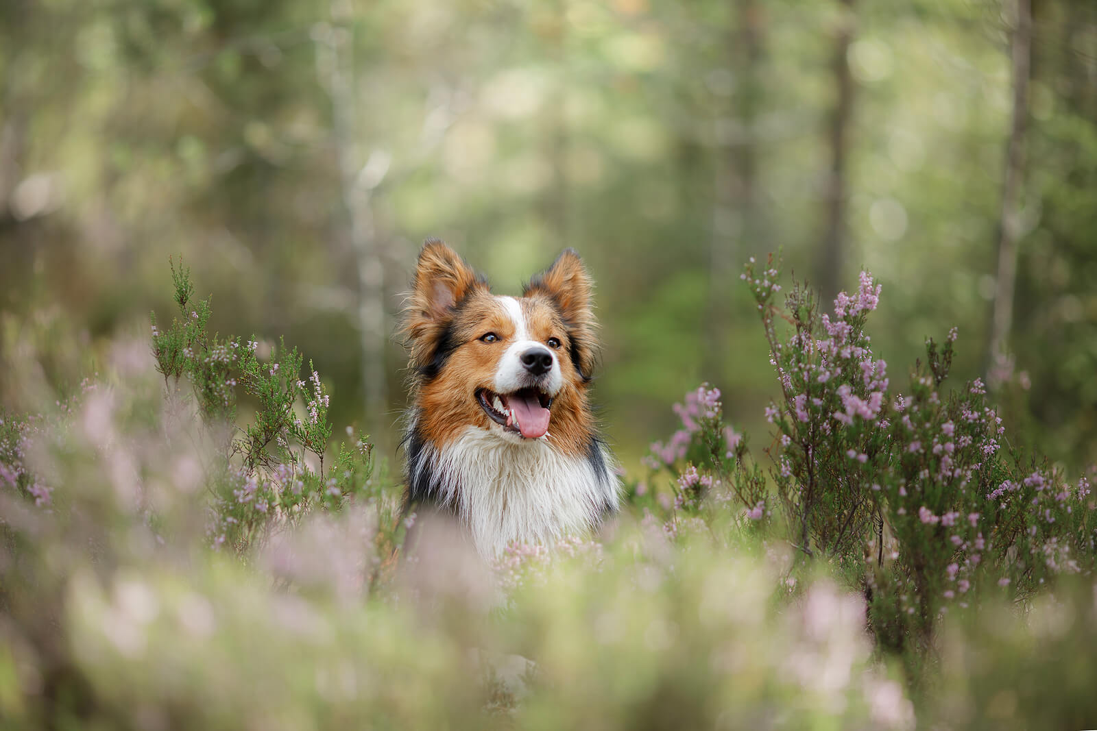 German Shepherd sitting in a field