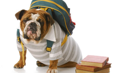 How to Help Your Dog Feel Less Lonely When the Kids Go Back to School