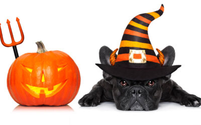 Spooky Pets? Top 10 Pet Costumes for 2026