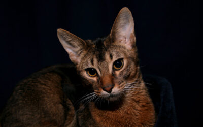 Is an Abyssinian Cat Right For You?